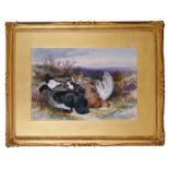 James Hardy Junior (British 1832-1889) 'Blackcock and grouse', watercolour, signed lower right