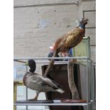 TAXIDERMIC SPECIMEN OF A PERCHING PHEASANT AND TAXIDERMIC SPECIMEN OF A DUCK,