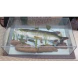 TAXIDERMIC SPECIMEN OF A PIKE WITHIN GLASS CASE