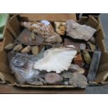 BOX CONTAINING VARIOUS SHELLS AND FOSSILS, ETC.