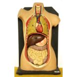 A vintage composition and wood anatomical model, possibly by Adam Rouilly & Co, H. 56cm.