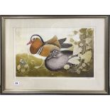 A framed limited edition (71 / 75) pencil signed lithograph 'Mandarin Duck and Drake', frame size