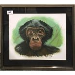 A framed watercolour of a Chimp, signed T. Ptolomey, 48cm x 39cm, (Sold on behalf of Get The Kids