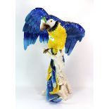 A large Spanish Algora pottery figure of a blue and gold Macaw, H. 54cm.