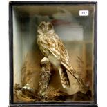 Taxidermy Interest, a Victorian cased short eared owl, case H. 46cm.