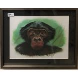 A framed print of a chimp by T. Ptolomey, (donated by the artist and being sold for charity), 48 x