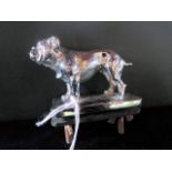 A white metal car mascot modelled as a Pug or Bull Dog, (9cm in length).