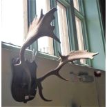 A pair of deer antlers mounted to wooden plaque, 60cm wide.