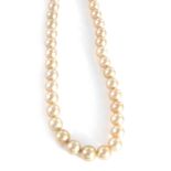 Rare golden South Sea pearl necklace