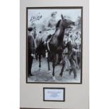 Lester Piggott signed 12 x 16 picture of the famous horse Nijinsky in a mount. Good Condition. All