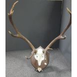 A pair of eleven point Stag antlers, mounted on an oak shield, bearing the label 'Slack Lodge,