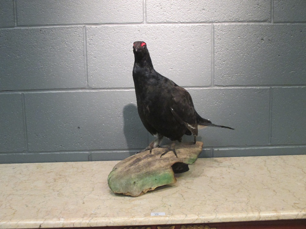 A Black Grouse, (Tetrad Tetrix), naturalistically mounted perched on a log 43cm (17in) - Image 2 of 2