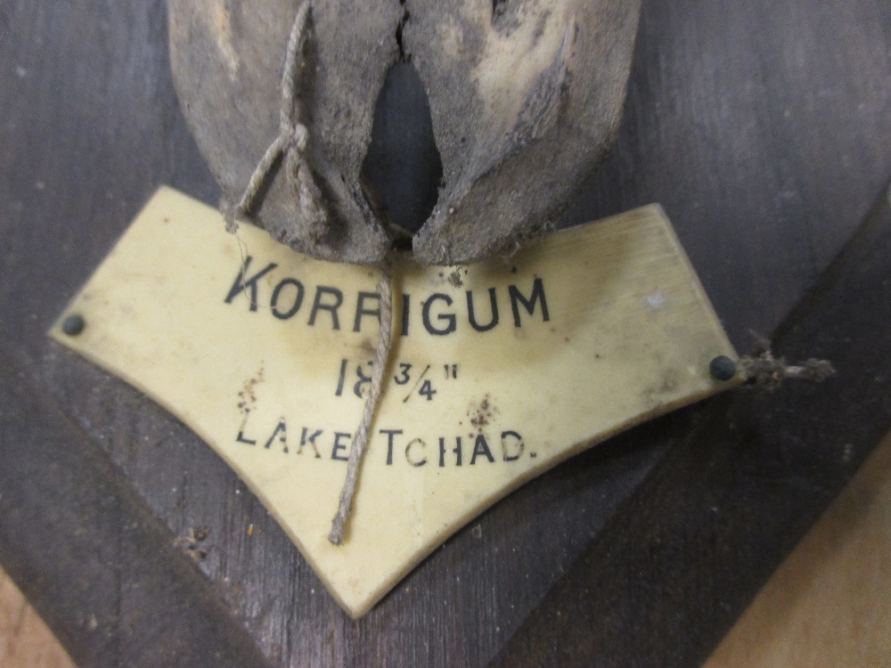 A Topi skull mounted on an oak shield, bearing the label 'Korrigum, 8 3/4", Lake Tchad', together - Image 2 of 3