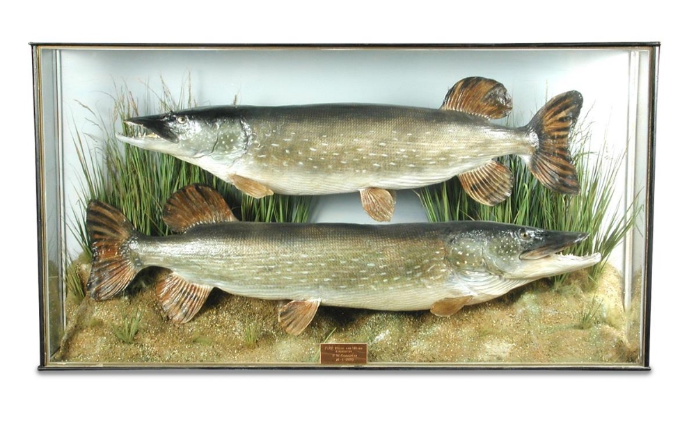 Two 20th century taxidermy Pike, (Esox lucius) mounted in a naturalistic glazed display case,