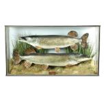 Two 20th century taxidermy Pike, (Esox lucius) mounted in a naturalistic glazed display case,