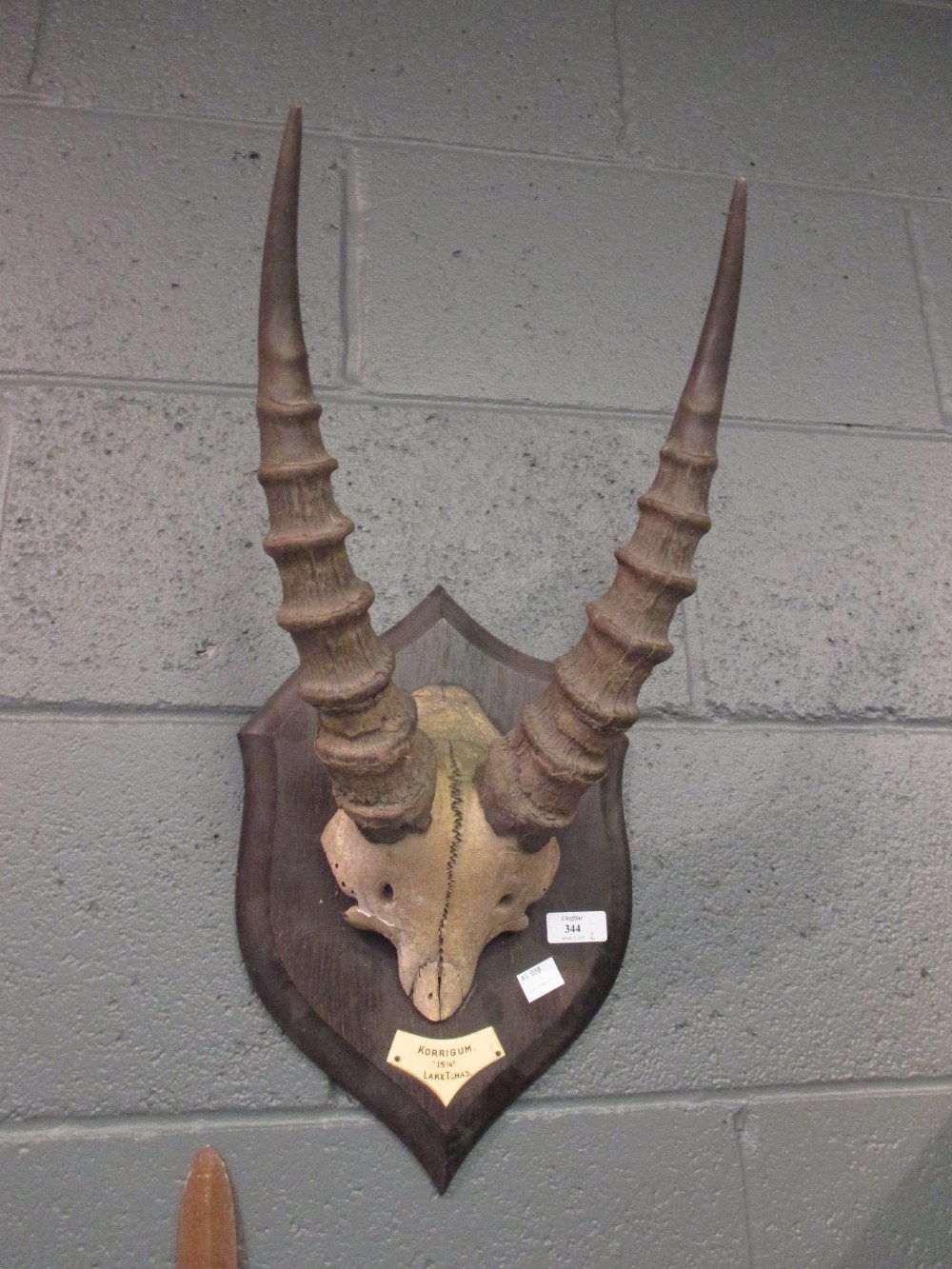 A Topi skull mounted on an oak shield, bearing the label 'Korrigum, 8 3/4", Lake Tchad', together - Image 3 of 3
