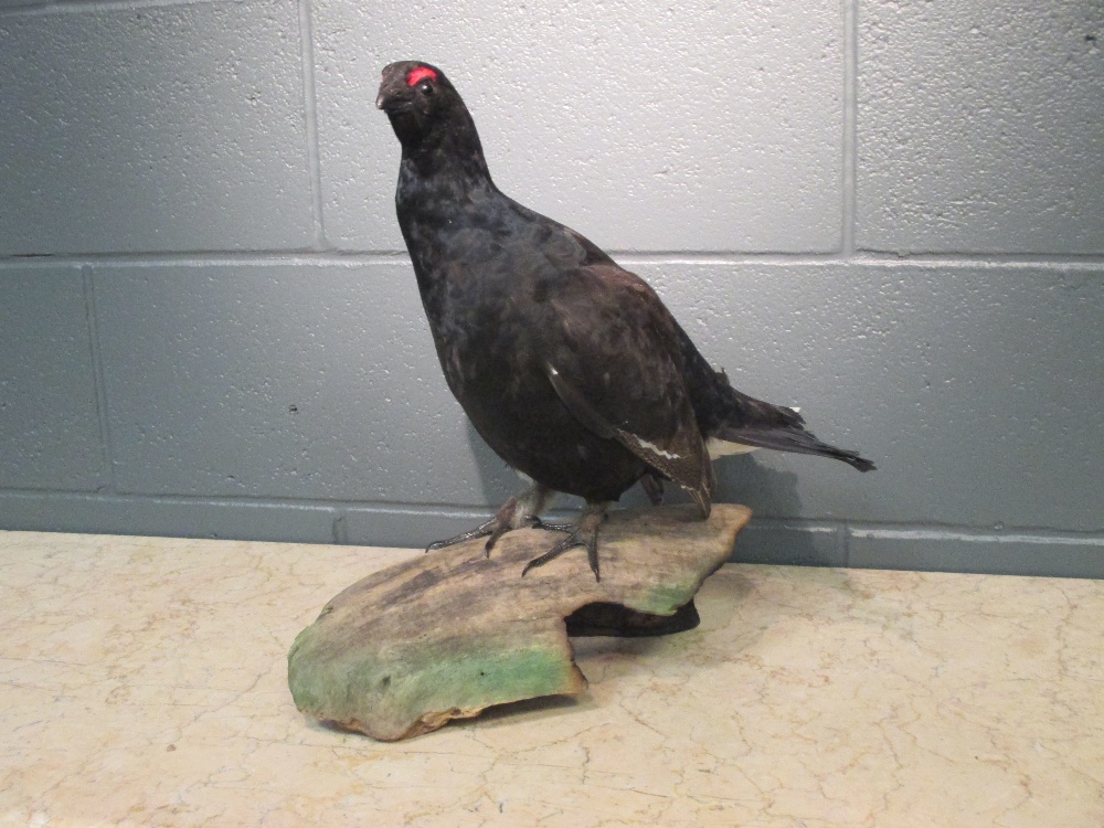 A Black Grouse, (Tetrad Tetrix), naturalistically mounted perched on a log 43cm (17in)