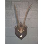 A pair of Sable Antelope horns, mounted on an oak shield, bearing an ivorine label 'Sable