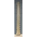 An early 20th century Sawfish rostrum, fifty-four teeth, 144cm (56.5in) long Article 10 No. 549592/