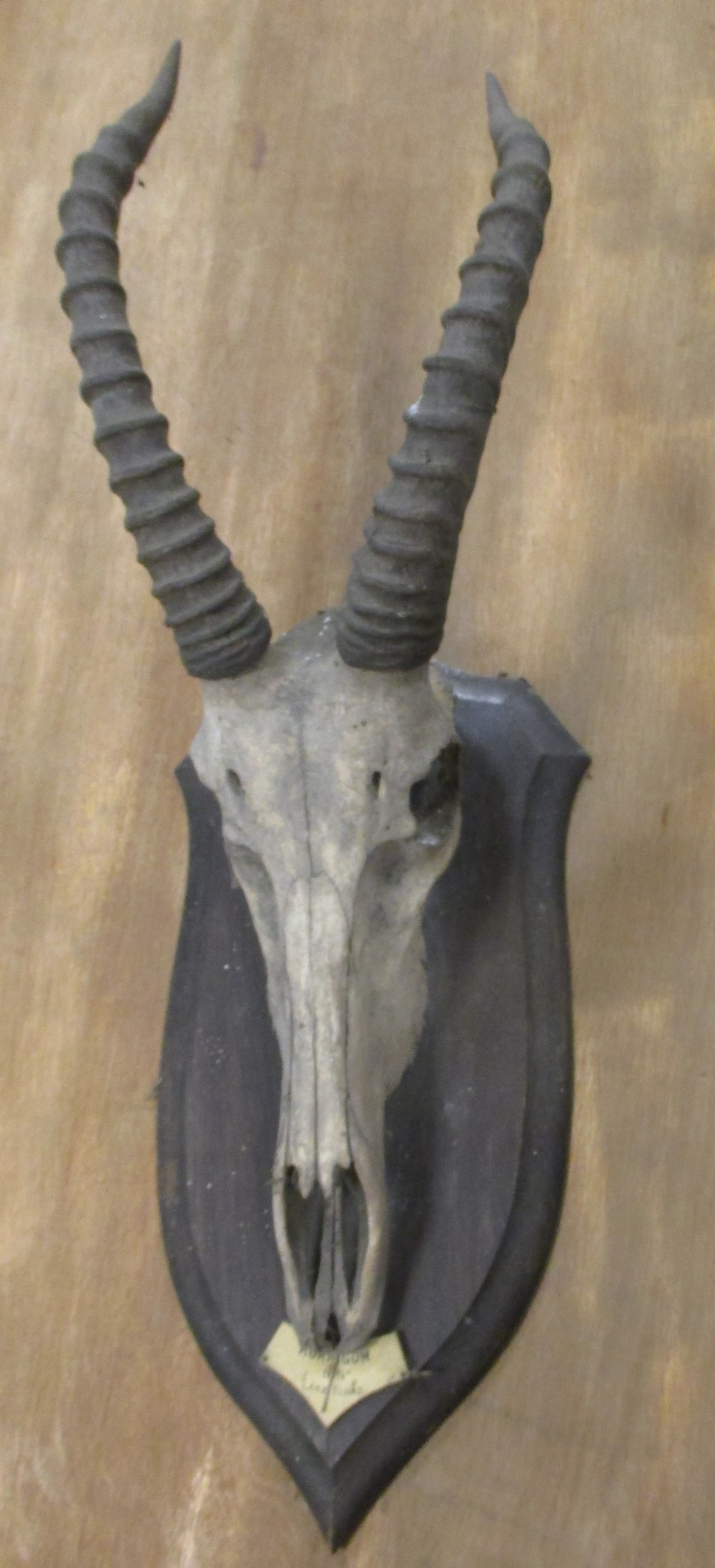A Topi skull mounted on an oak shield, bearing the label 'Korrigum, 8 3/4", Lake Tchad', together