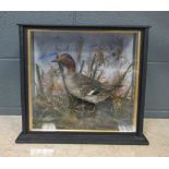 A Teal, (Ank Crecca), naturalistically mounted in a glazed case, by Turner of Attleborough 40 x 42 x