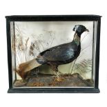 A Himalayan Monal Pheasant, (Lopheorus Impejanus), naturalistically mounted in a glazed display