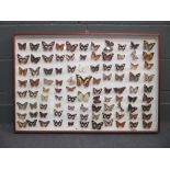 Four large display cases containing various exotic butterflies and moths, largest 65 x 96cm, (25.5 x