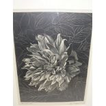 John Farleigh (1900-1965) Dahlias, wood engraving, signed and dated 2nd Feb '48, first trial