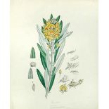 Major Alexander Cunningham and other hands A collection of botanical watercolours (19th Century)