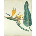 English School (19th Century) A collection of botanical watercolours including flowers and plants
