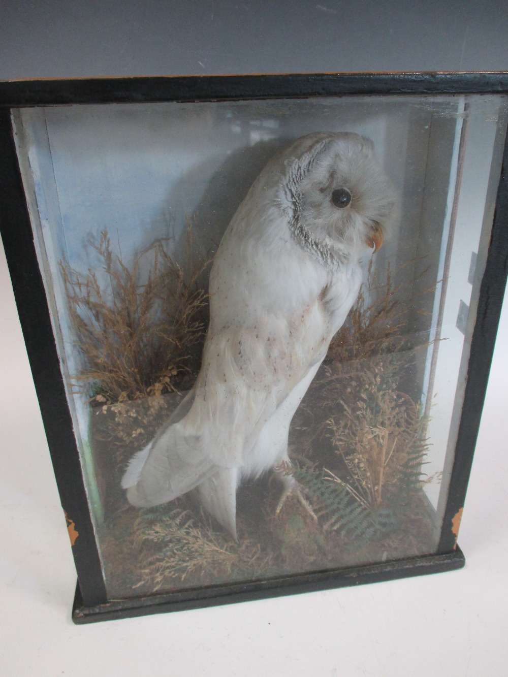 Barn Owl, Victorian mount in a glazed display case