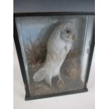 Barn Owl, Victorian mount in a glazed display case