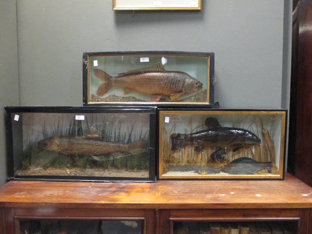 A taxidermy tench, carp and a trout, cased
