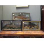 A taxidermy tench, carp and a trout, cased