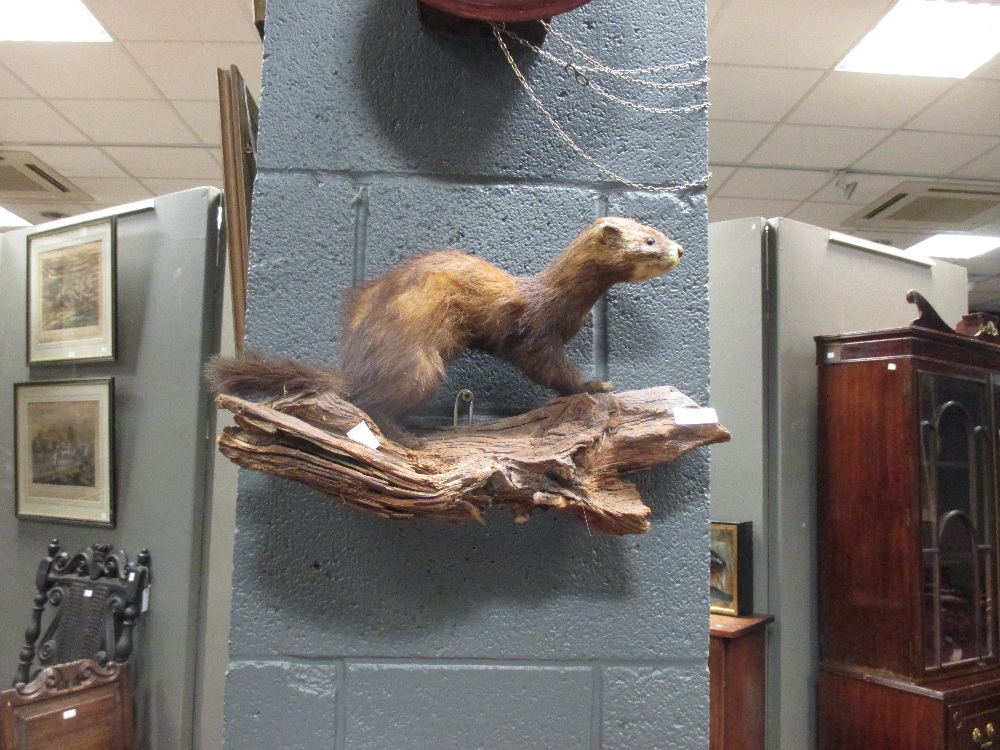 Seven taxidermy models of stoats and weasels - Bild 2 aus 2