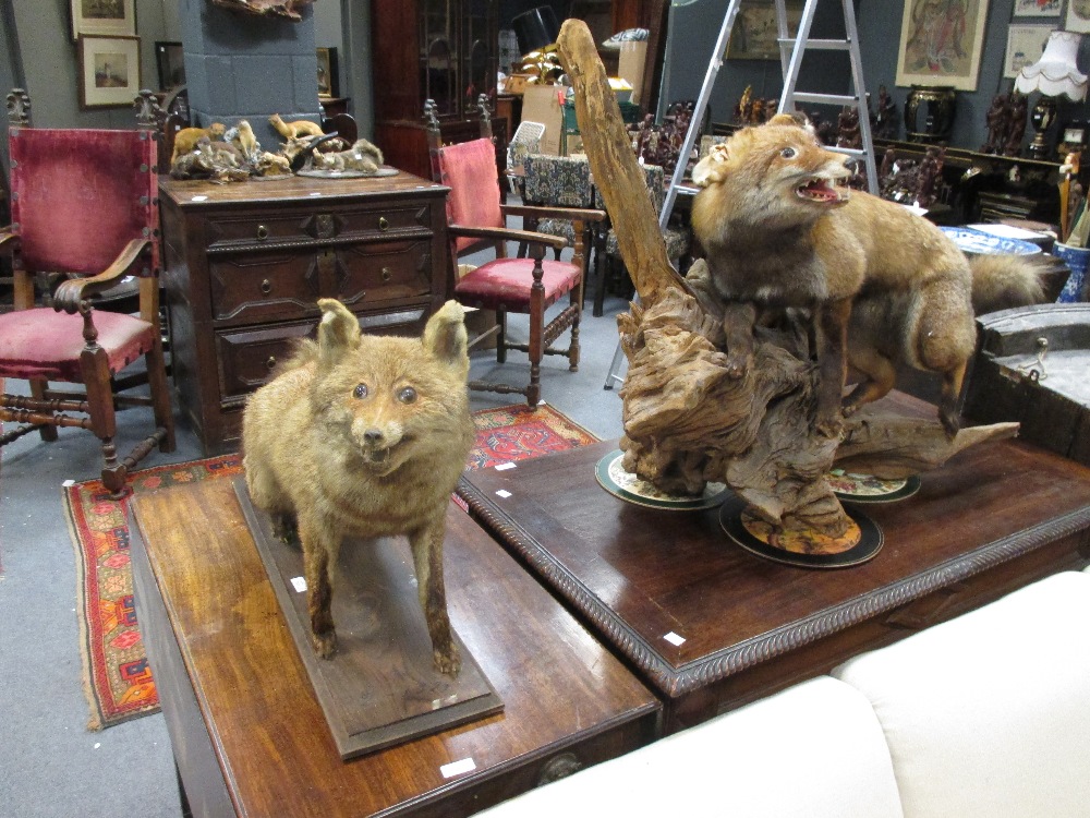 Two taxidermy models of foxes (2)