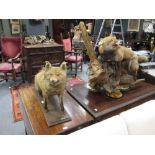 Two taxidermy models of foxes (2)