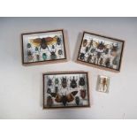 Three cases of beetles and another insect encased in perspex (4)
