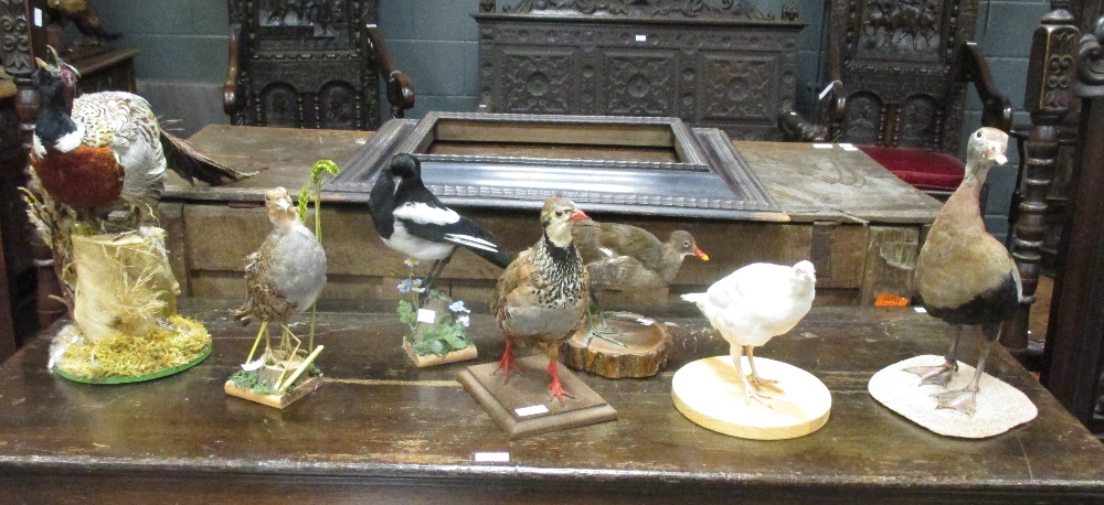 Seven taxidermy models of birds (7)