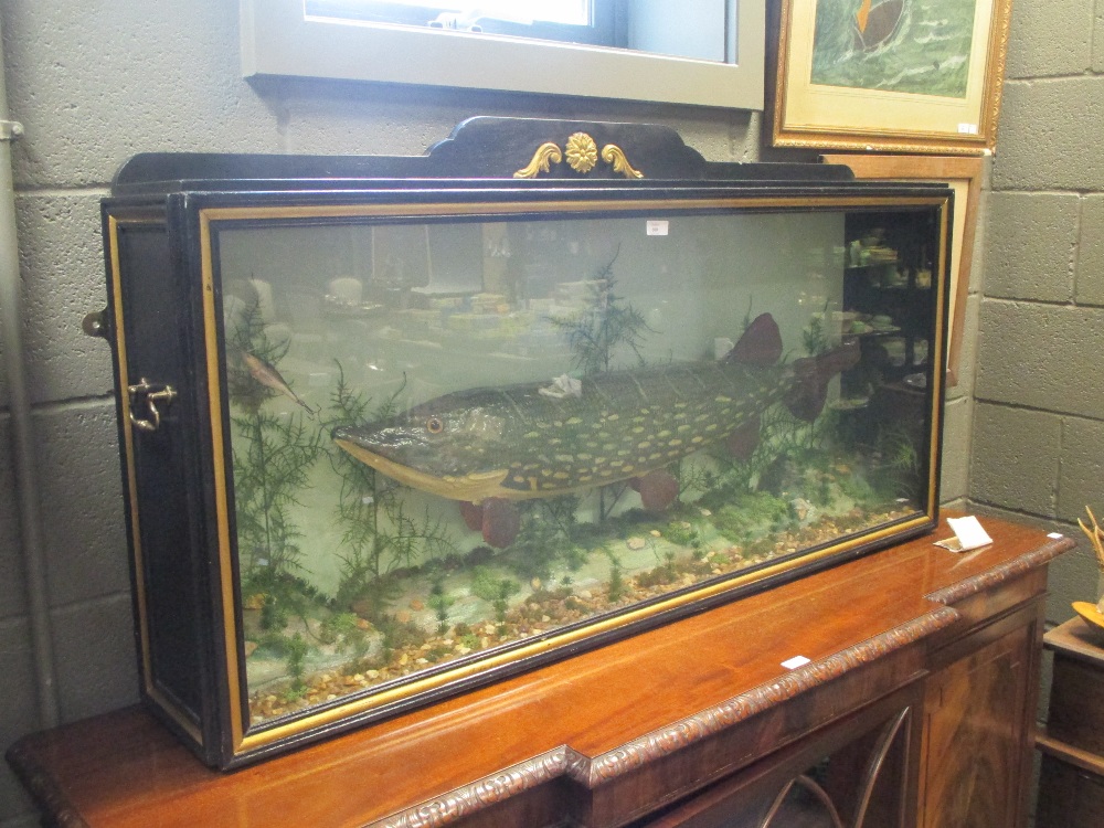 A large cased pike, 90cm long - Bild 2 aus 2