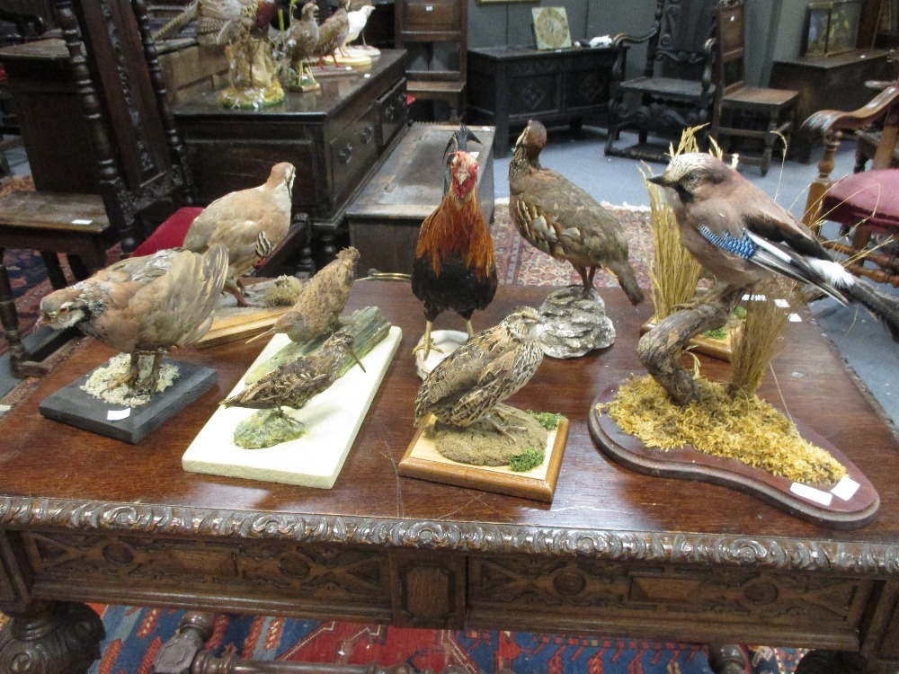 A collection of taxidermy birds