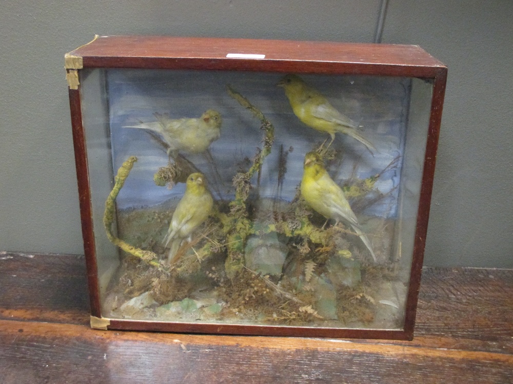 Four yellow taxidermy birds, cased