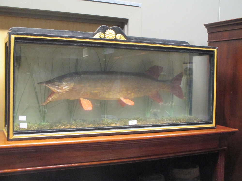 A cased taxidermy pike, length of pike is approximately 67cm in length