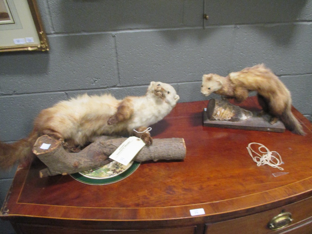 Four taxidermy models of stoats and weasels - Bild 2 aus 2