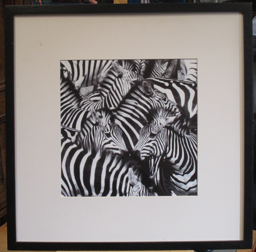 Modern British School (20th Century) Studies of Zebras photographic prints (3) 29 x 29cm (11 x 11in) - Image 2 of 4