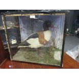 A Shellduck, full mount presented in a glazed display case, 44cm high