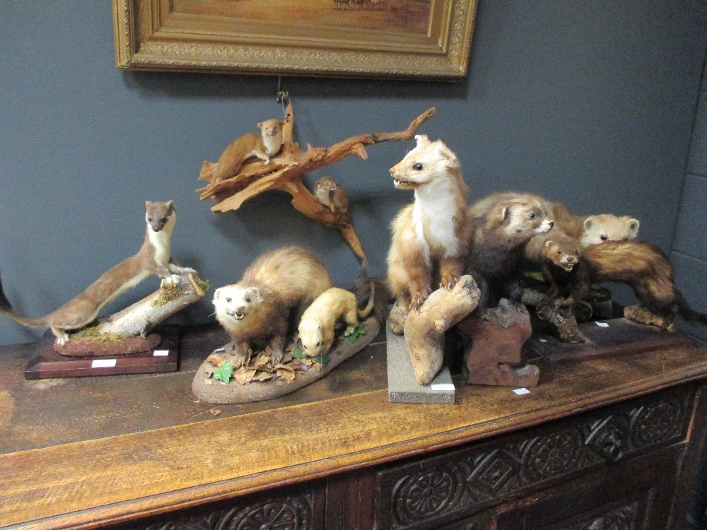 A collection of taxidermy stoats and weasels