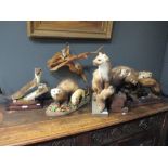 A collection of taxidermy stoats and weasels