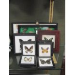 Framed examples of butterflies, some in groups, some on their own (13)