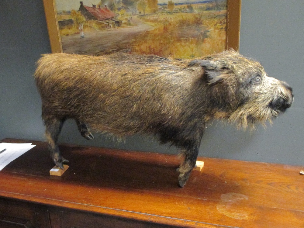 A taxidermy peccary